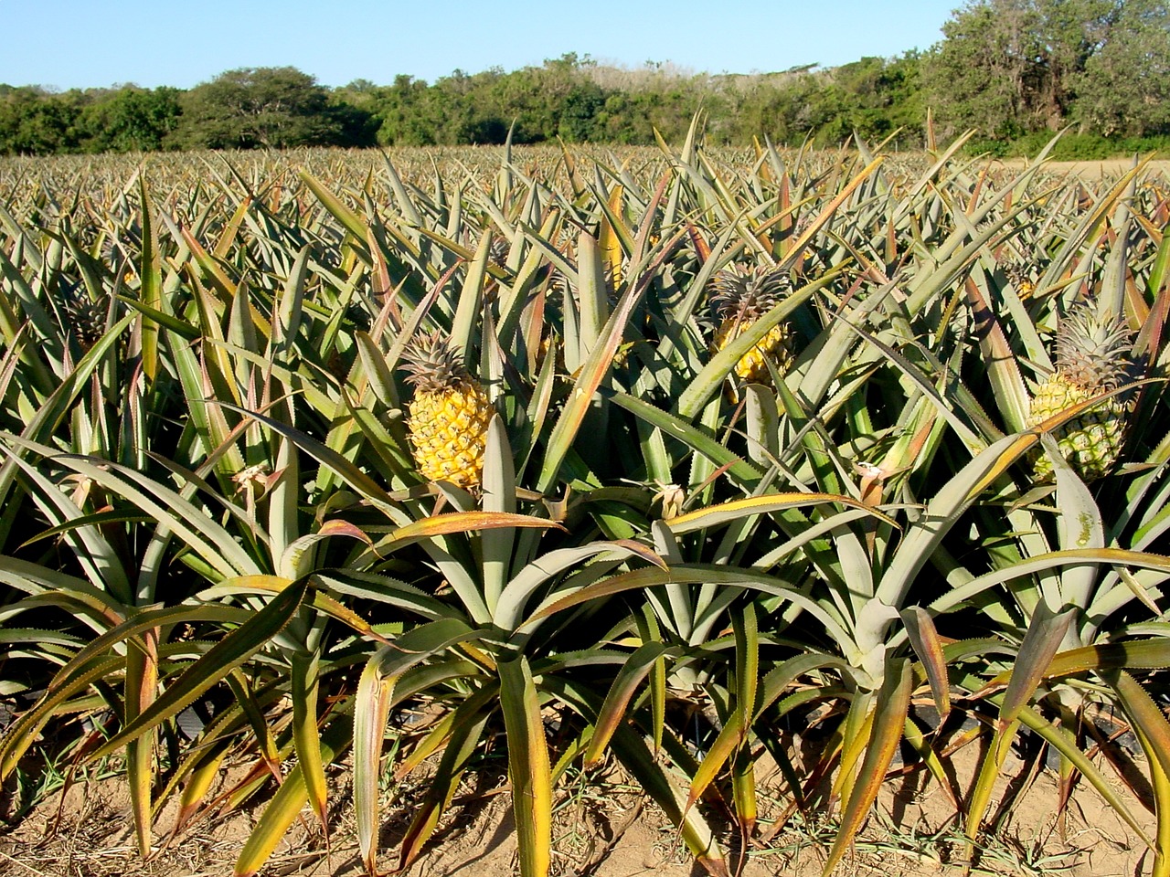 pineapple plantation agriculture free photo