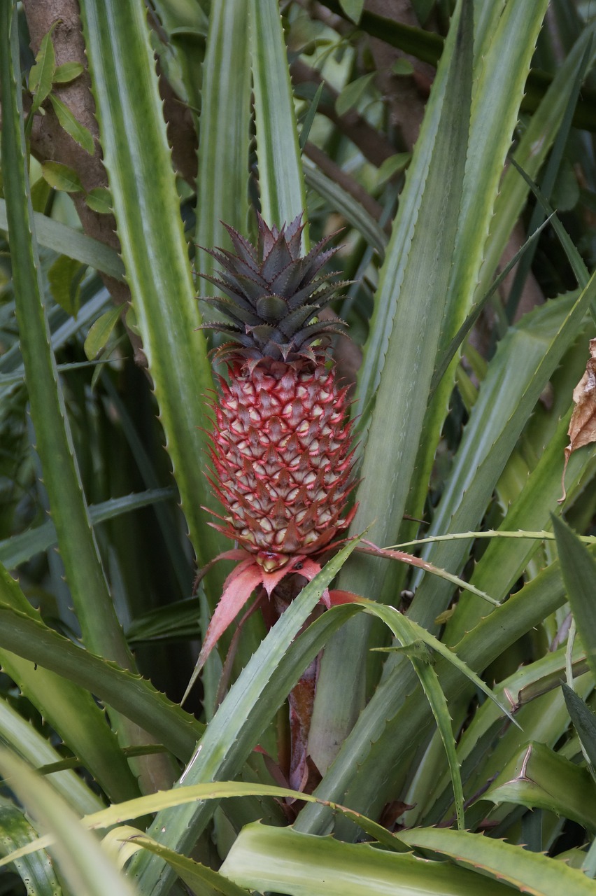 pineapple red pineapple pineapple greenhouse free photo