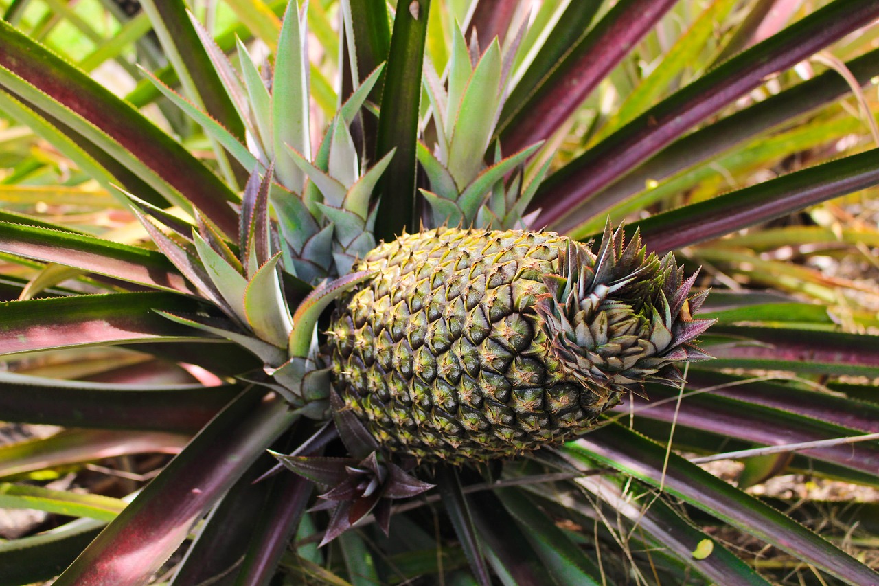 pineapple mato grosso brazil free photo