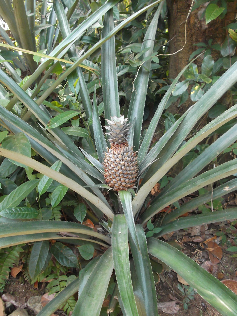 pineapple plant sri lanka free photo