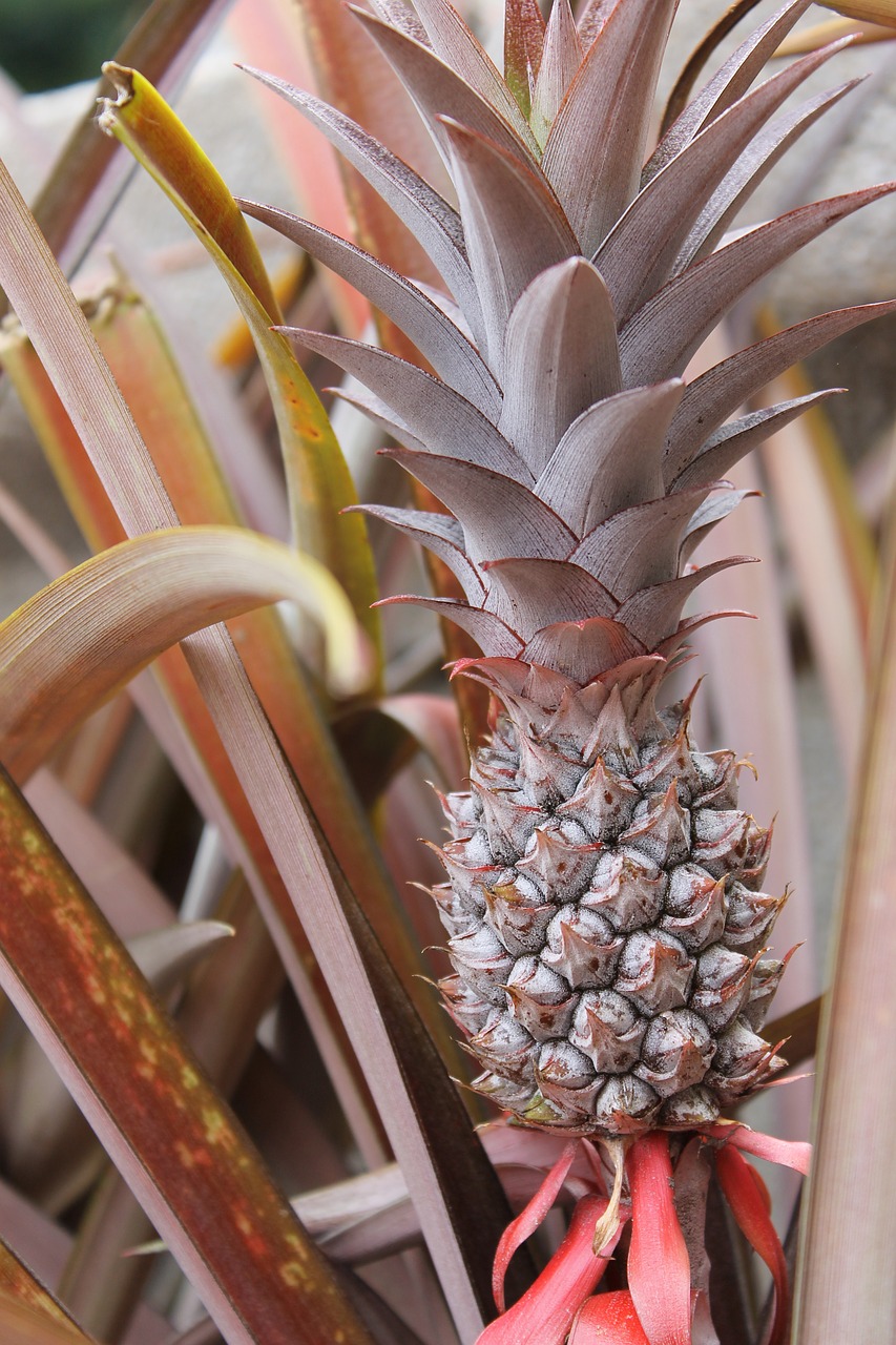 pineapple fruit tropical free photo