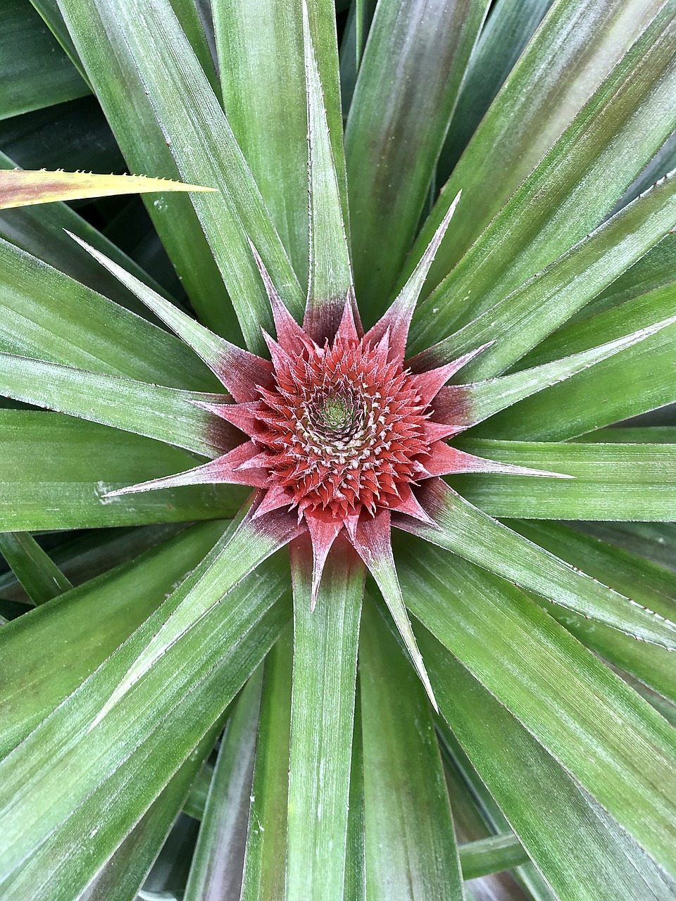 pineapple fruit tropical free photo