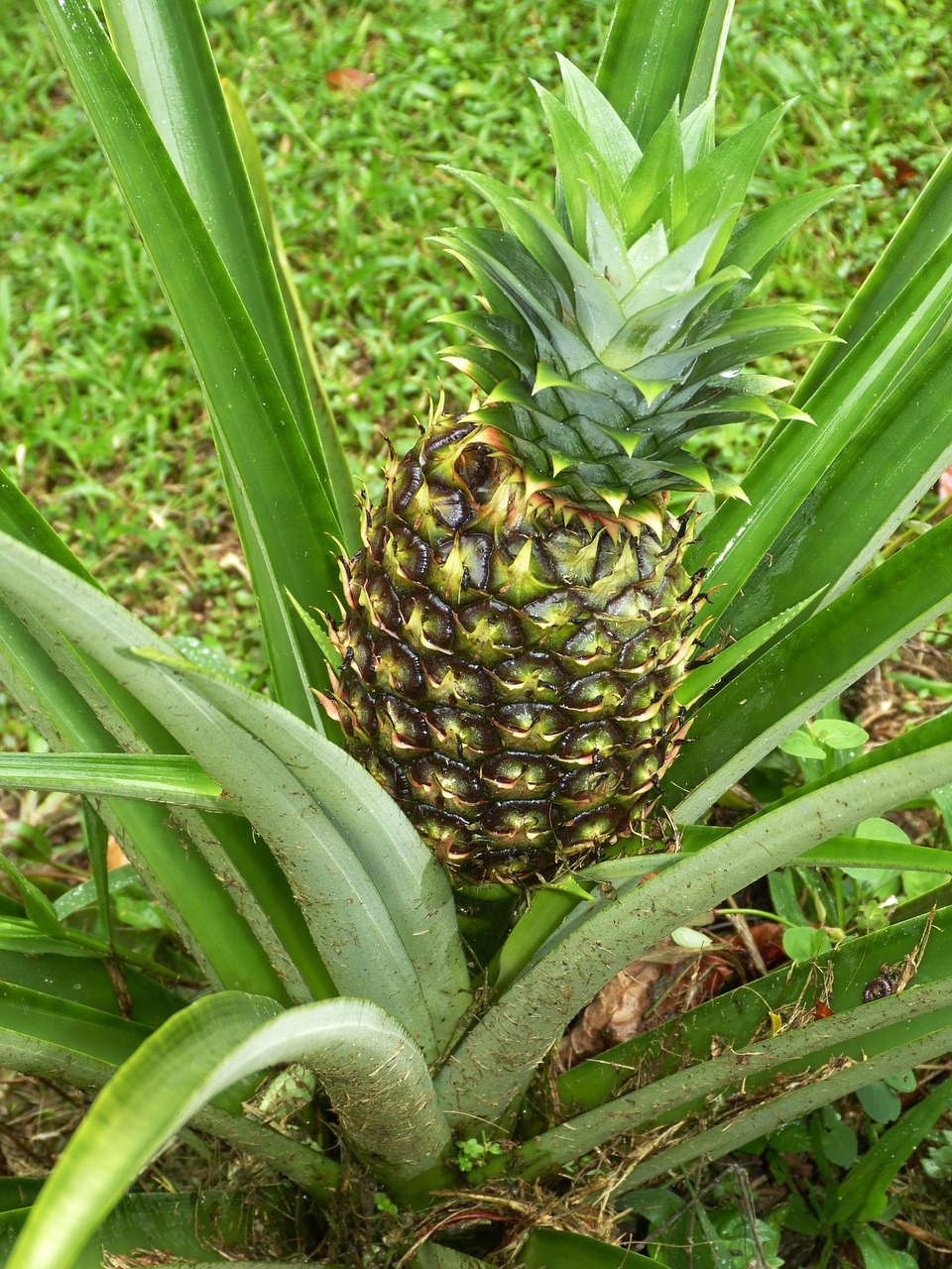 pineapple fruits sweet free photo