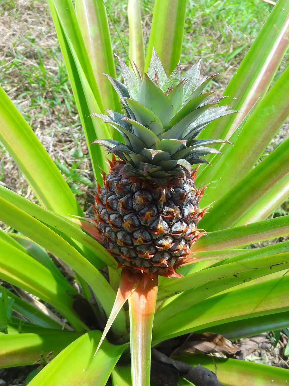pineapple plant food free photo