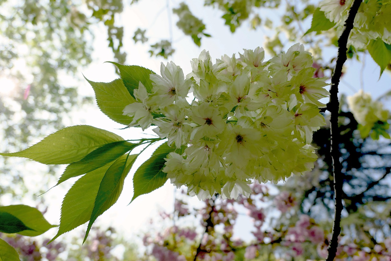 pineapple sakura nature free photo