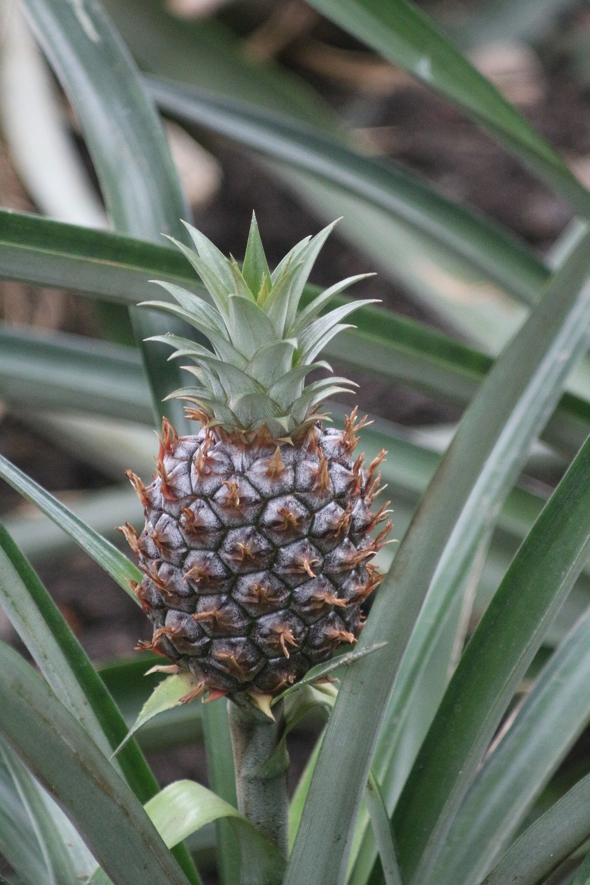 pineapple  plant  nature free photo