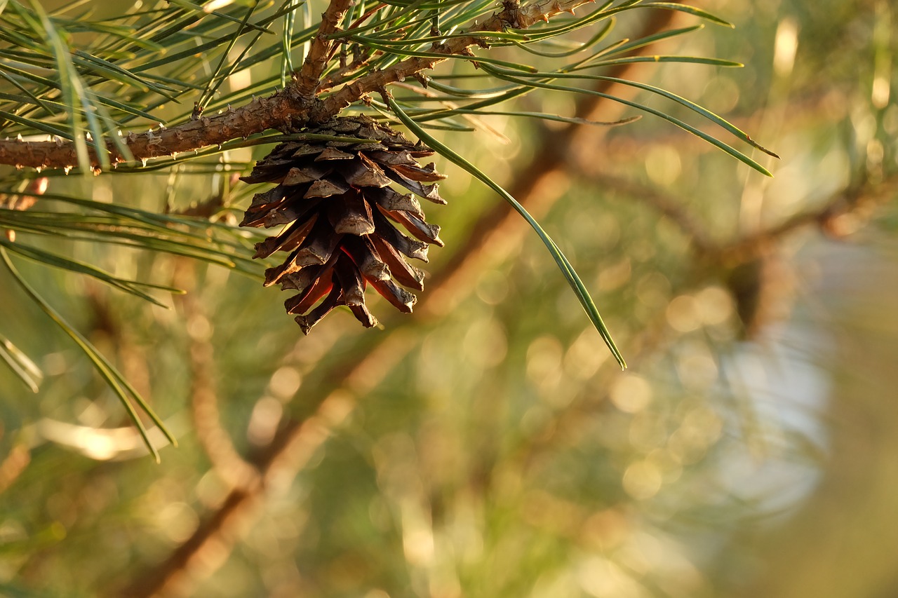 pineapple  nature  tree free photo