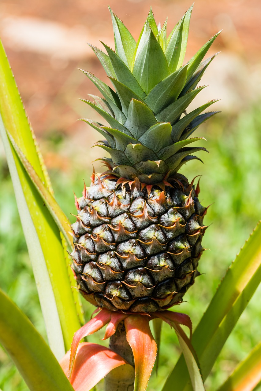 pineapple fruit exotic free photo