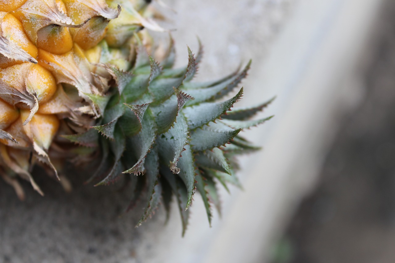 pineapple  yellow  green free photo