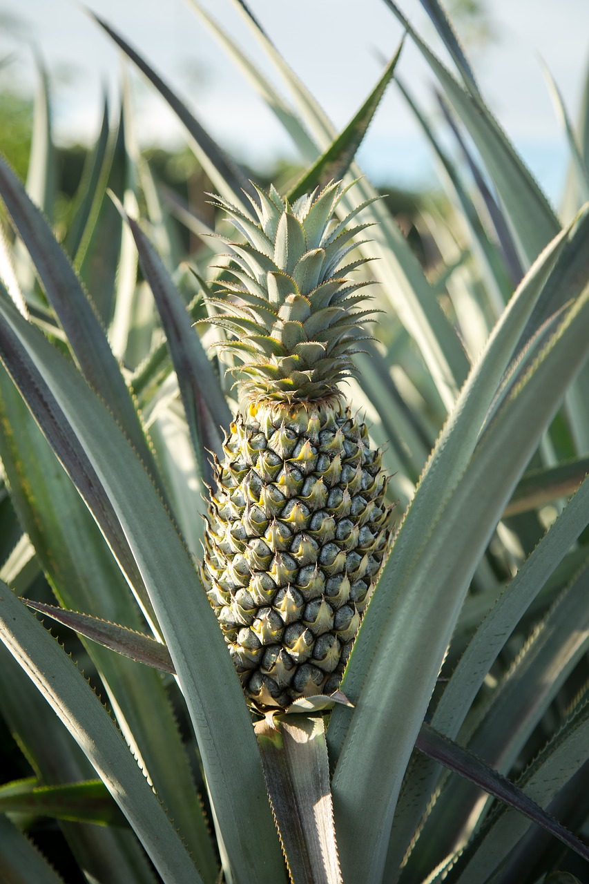 pineapple  farm  garden free photo