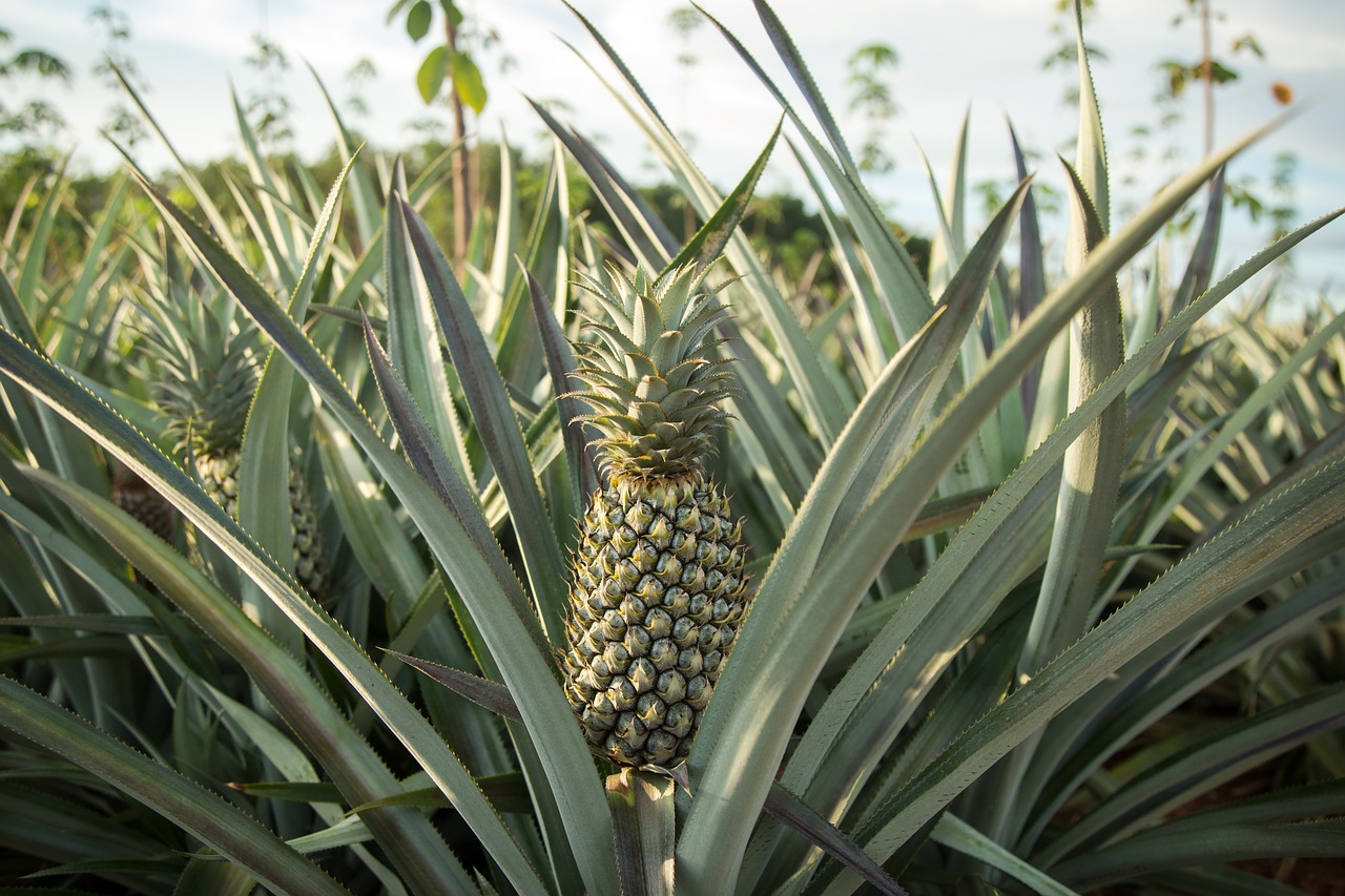 pineapple  farm  garden free photo