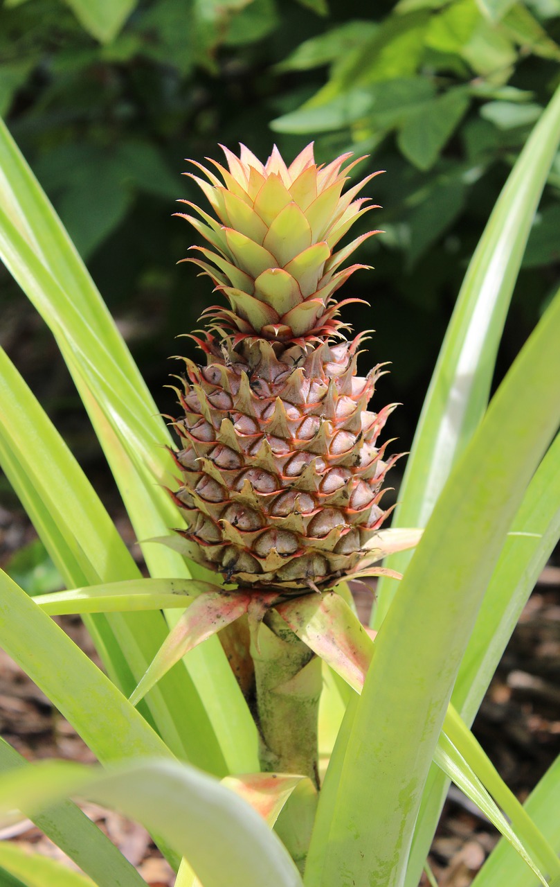 pineapple  fruit  plant free photo