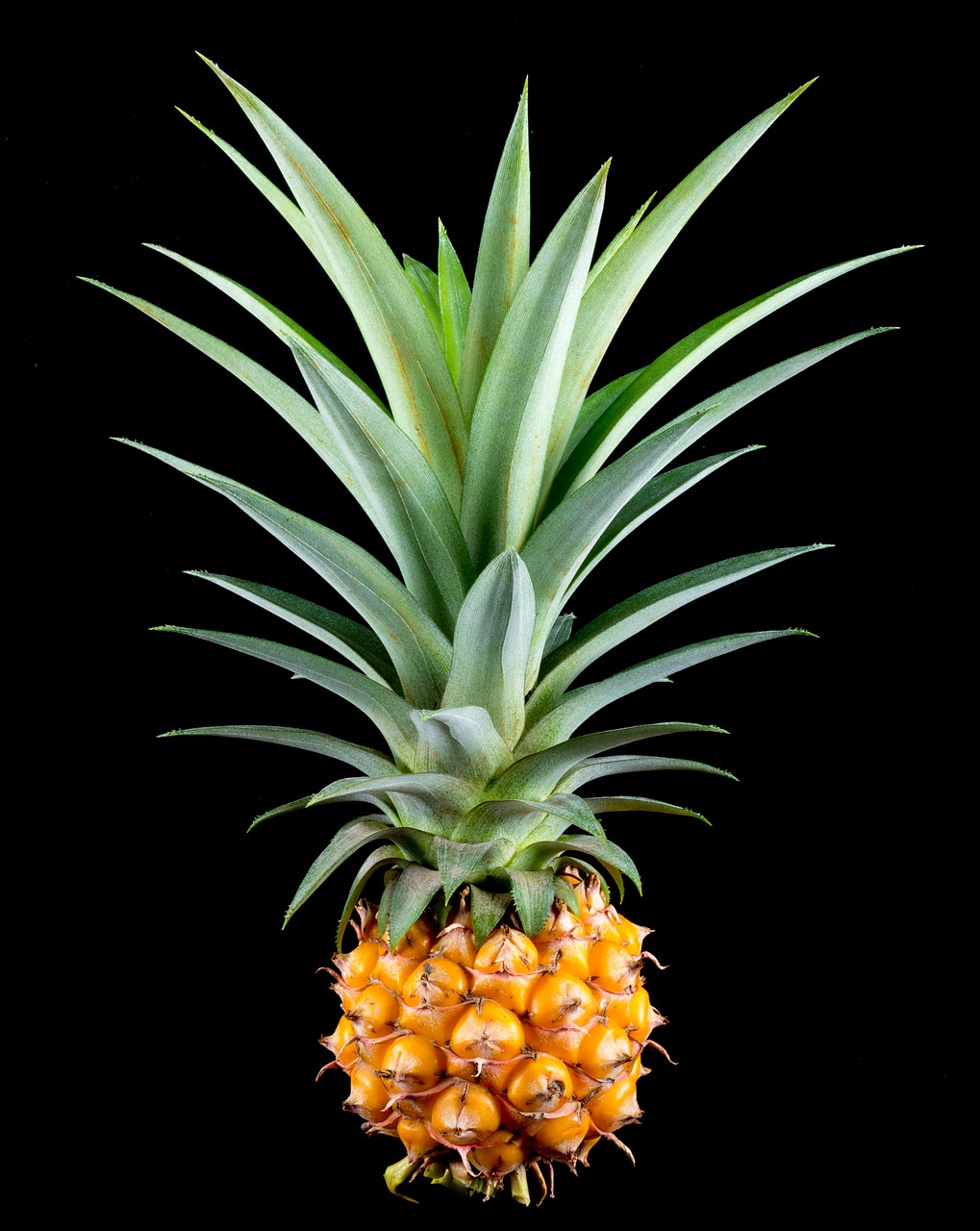 pineapple small pineapple fruit free photo