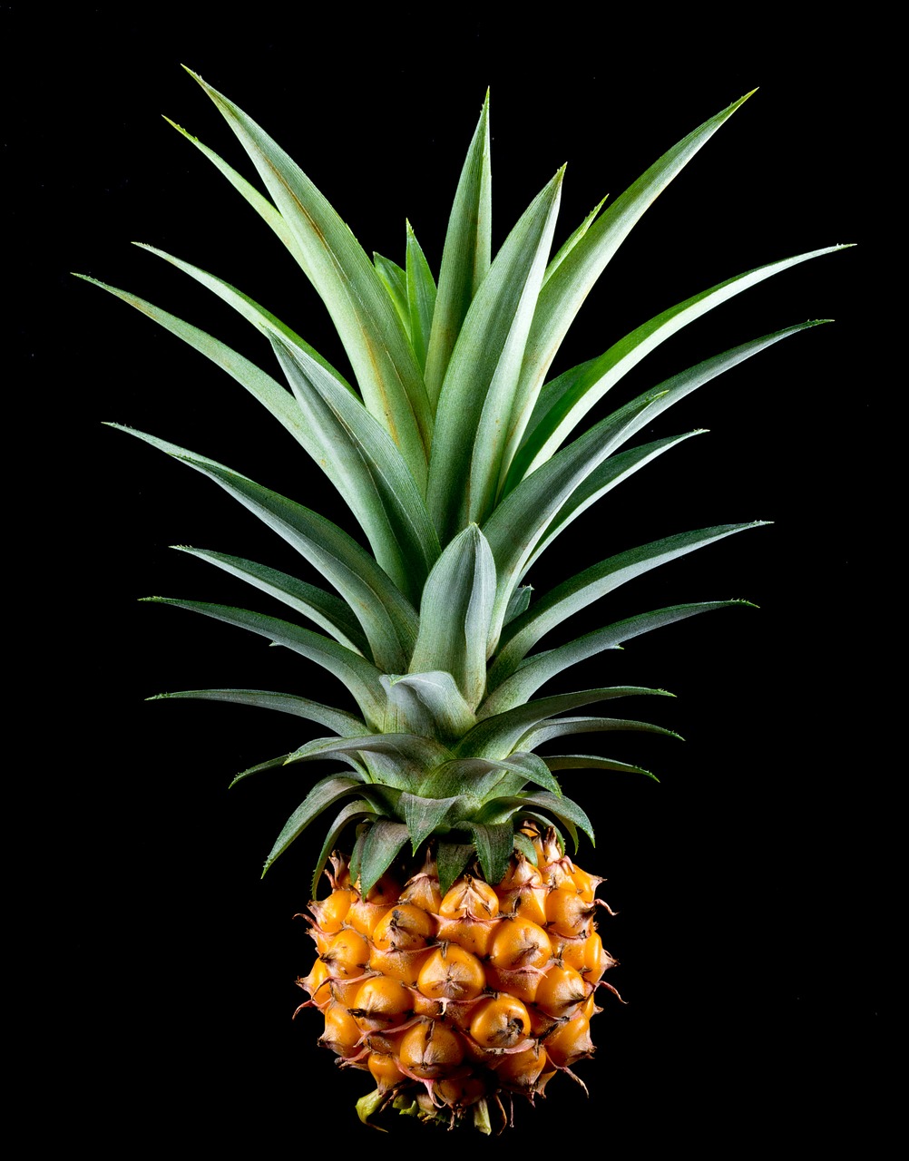 pineapple small pineapple fruit free photo