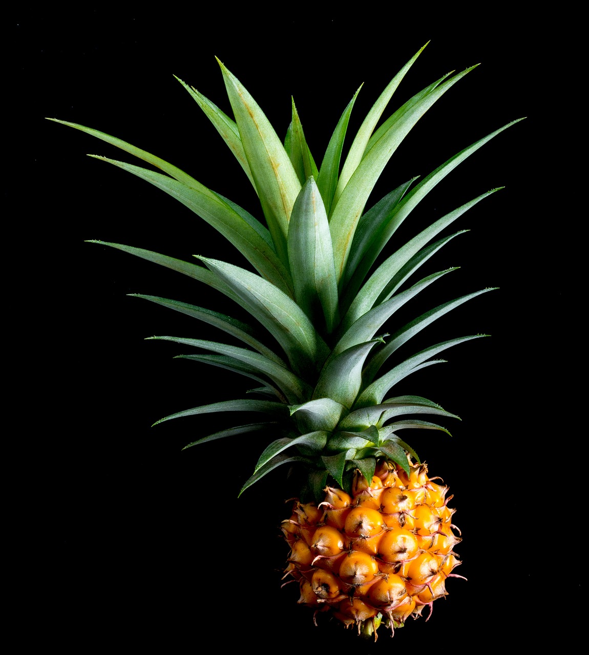 pineapple small pineapple fruit free photo