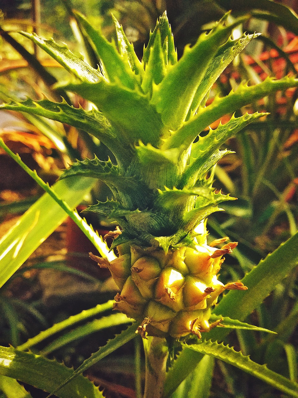 pineapple  plant  tropics free photo