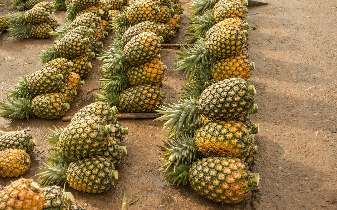 pineapple  fruit  tropical free photo