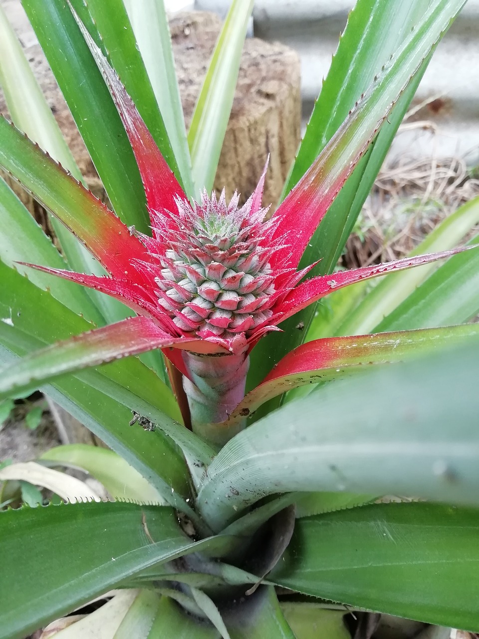 pineapple  piñal  green free photo