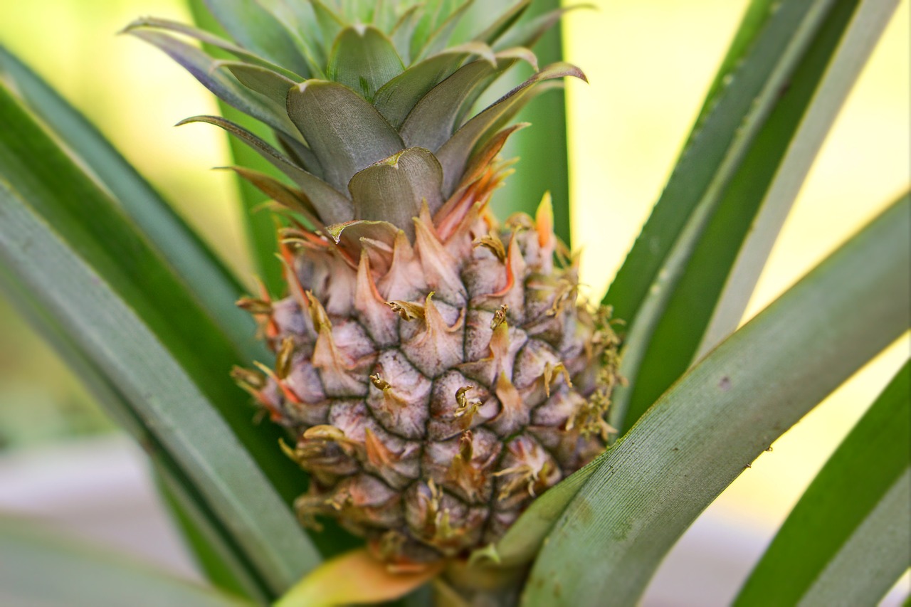 pineapple  tropical  food free photo