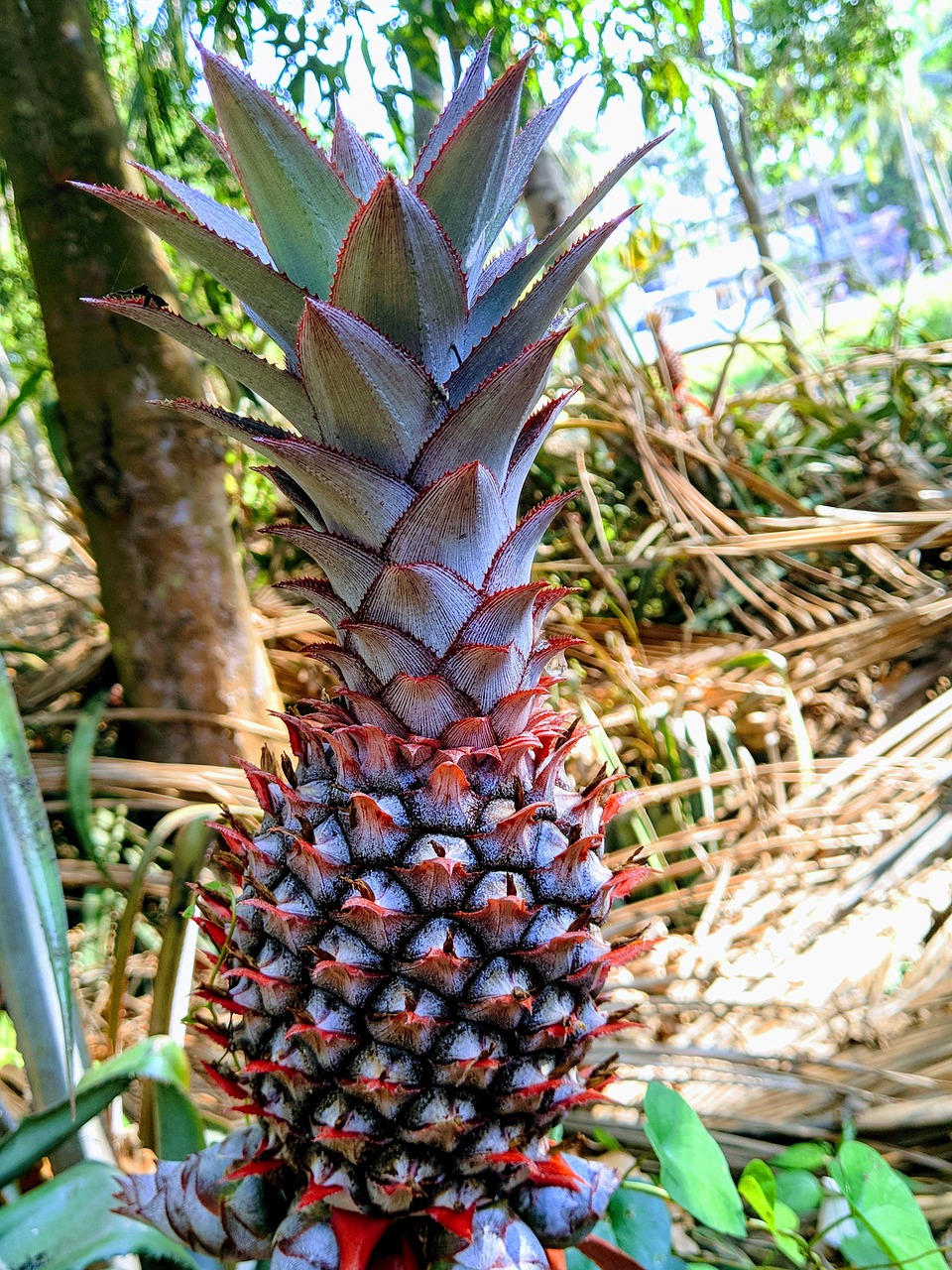 pineapple  fruits  natural free photo