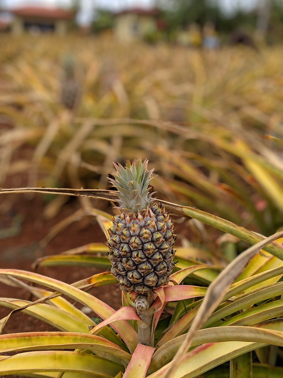 pineapple  hawaii  food free photo