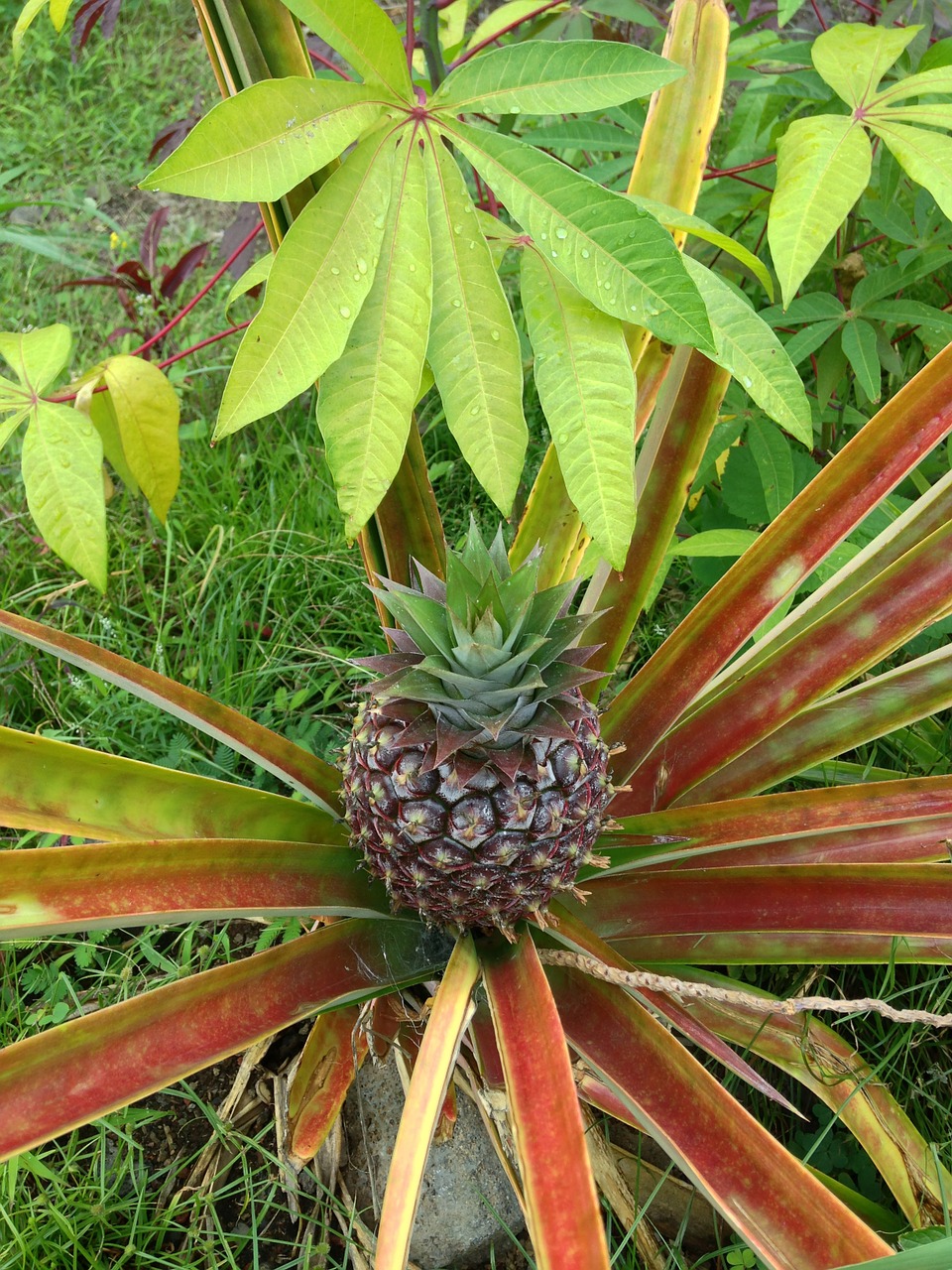 pineapple plant growing free photo