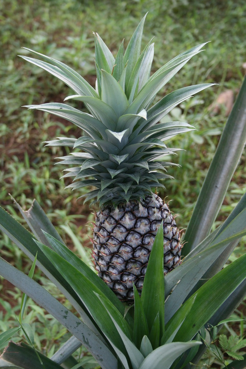pineapple zanzibar fruit free photo
