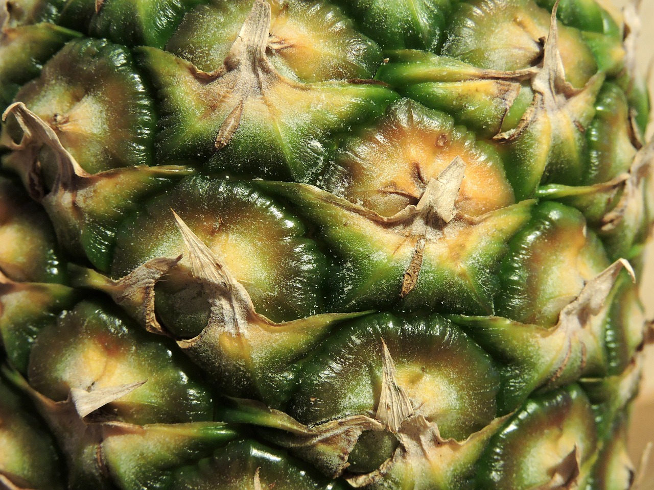 pineapple fruit exotic free photo
