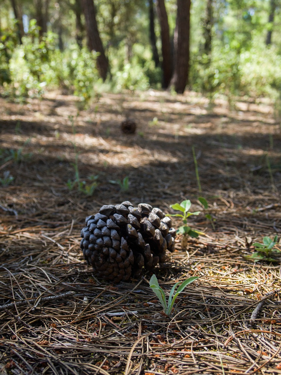 pineapple nature forest free photo