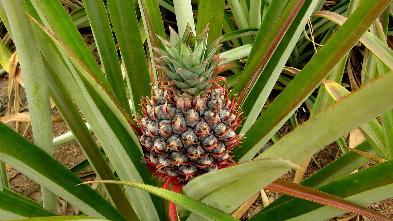 pineapple growing plant free photo