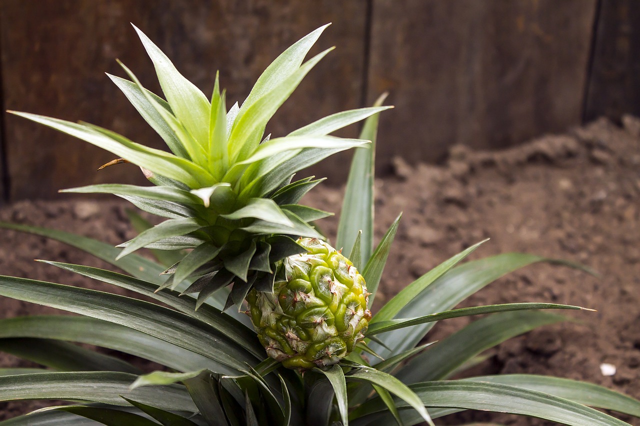 pineapple fruit plant free photo
