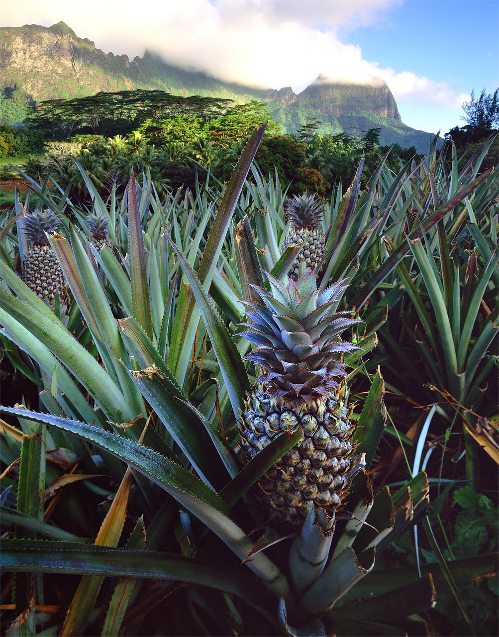 pineapple tahiti polynesian free photo