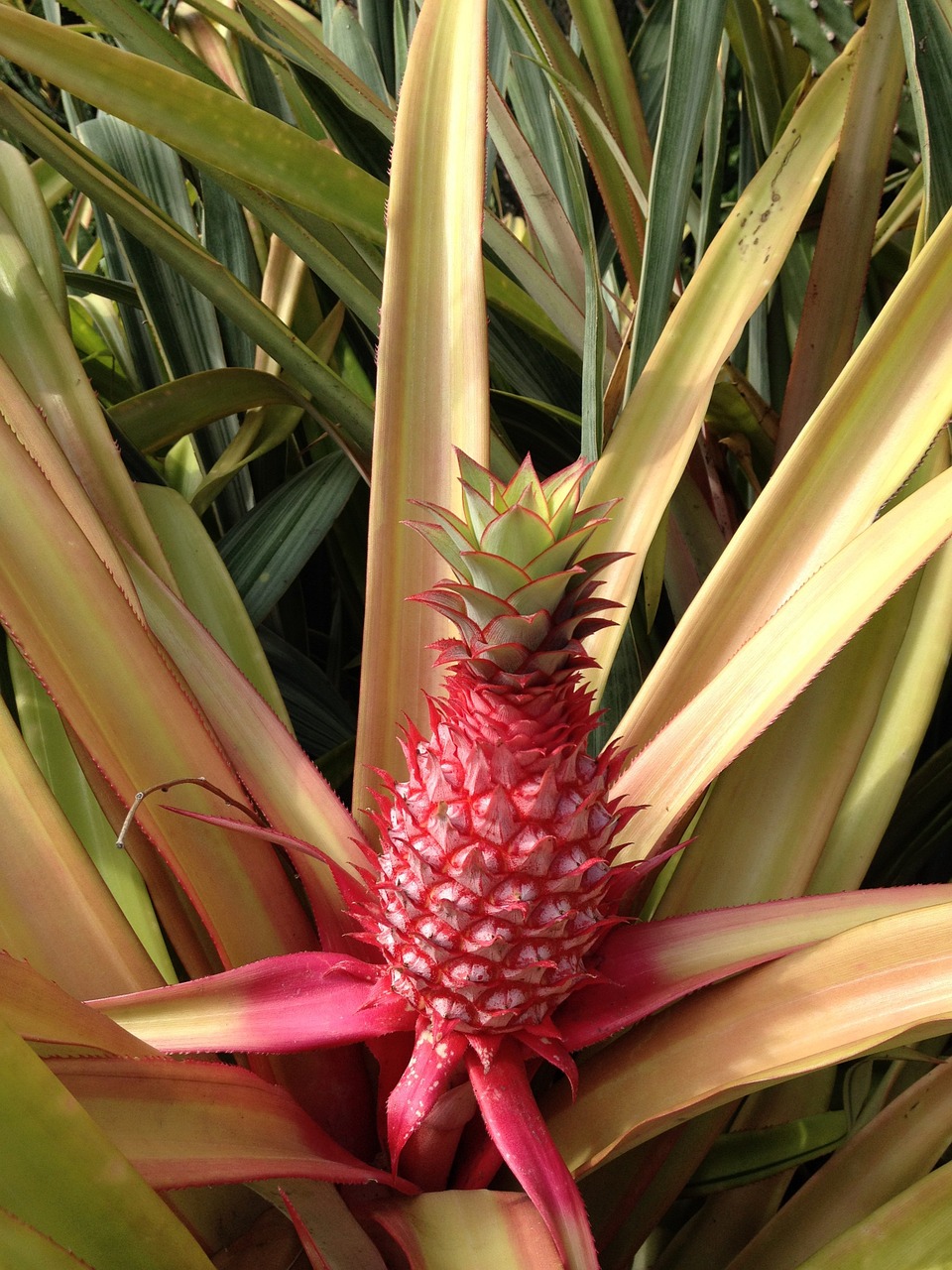 pineapple fruit tropical free photo