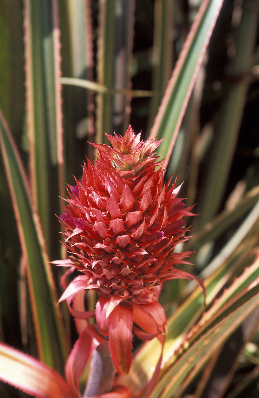 pineapple growing green free photo