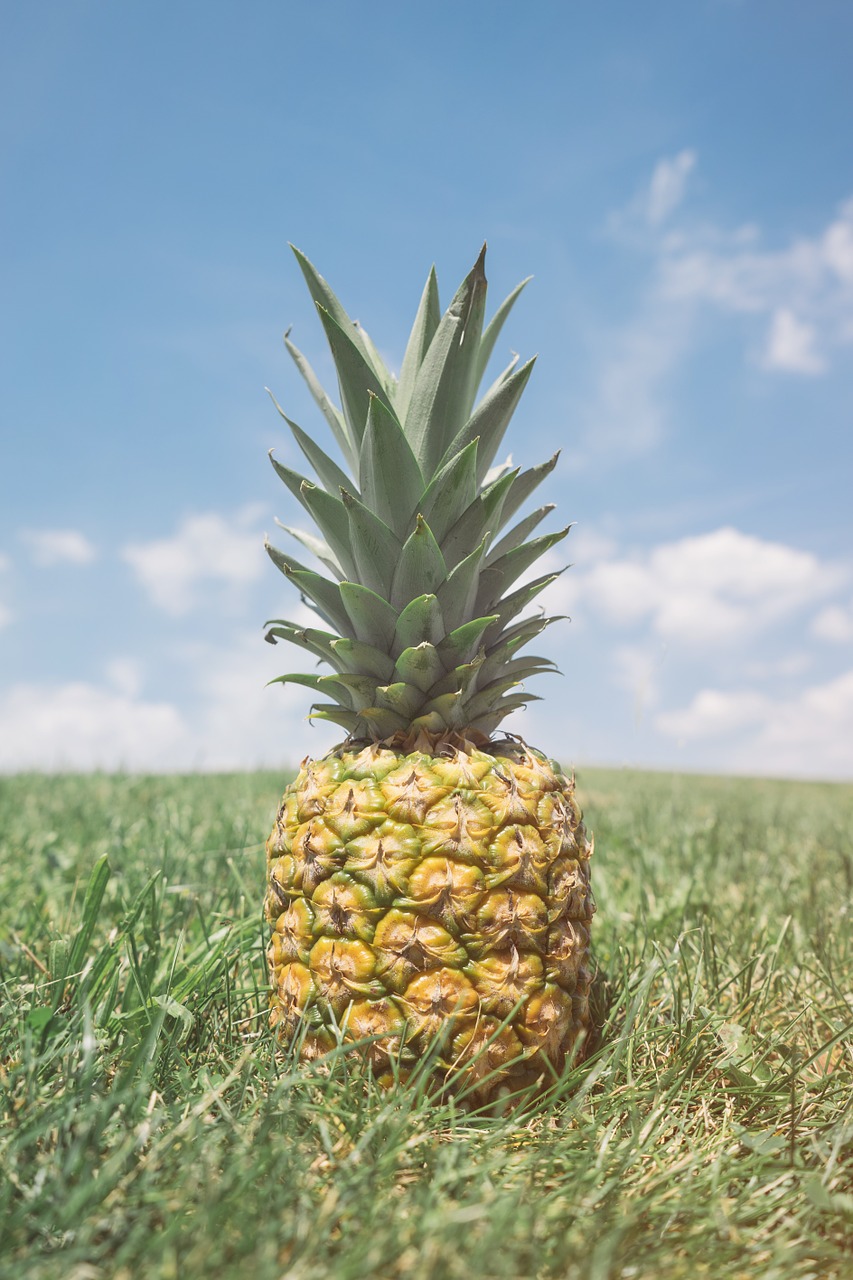 pineapple fruit field free photo