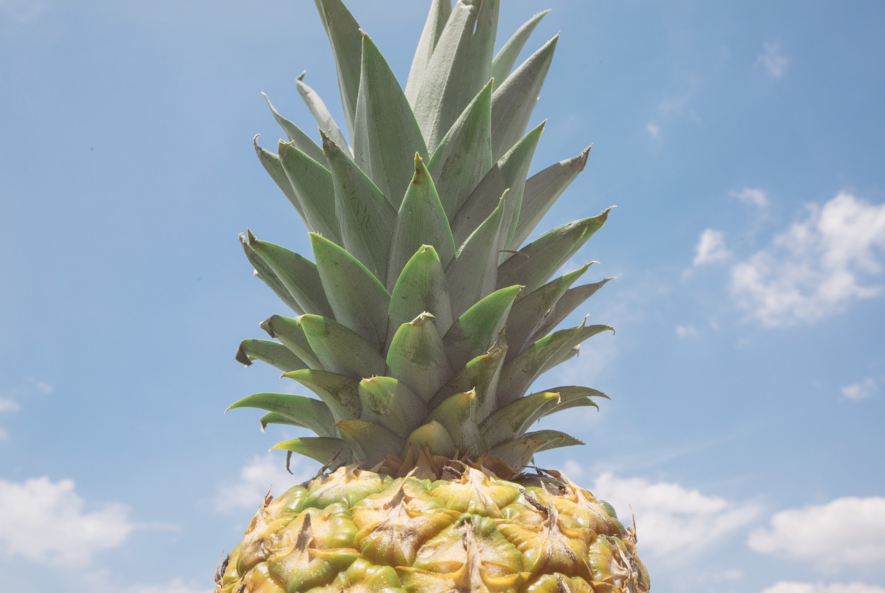 pineapple fruit tropical free photo