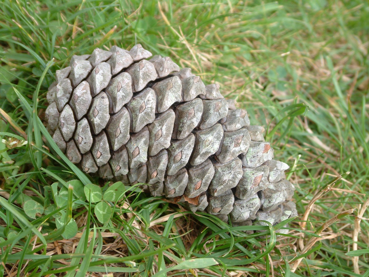 pineapple cone pine free photo