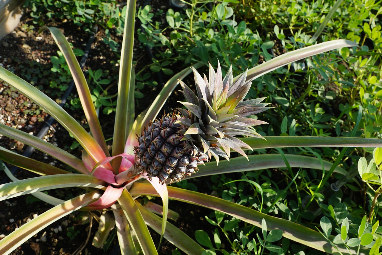 pineapple grow green free photo