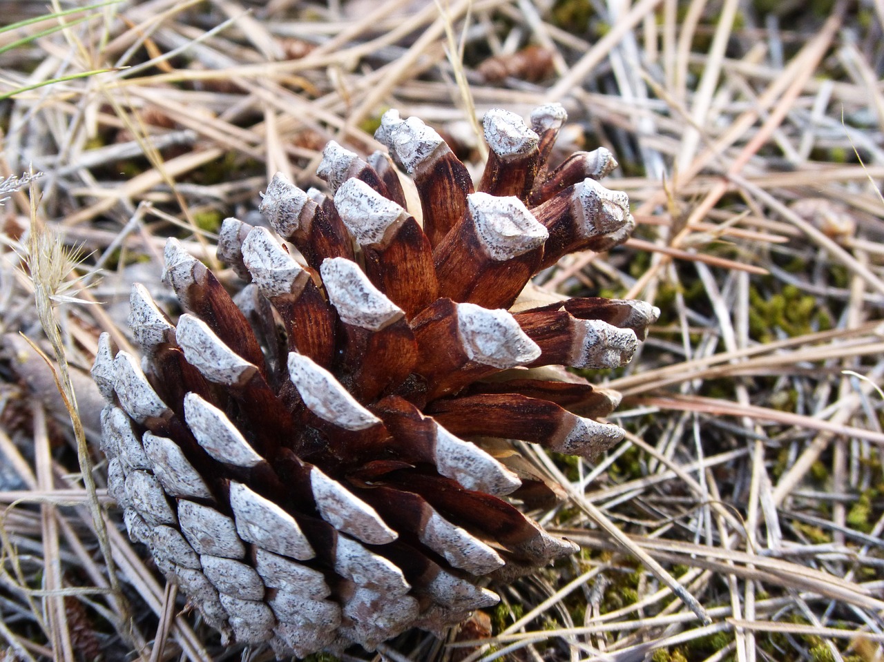 pineapple pinnace pine free photo