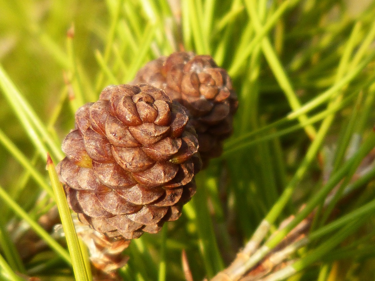 pineapple small pine free photo