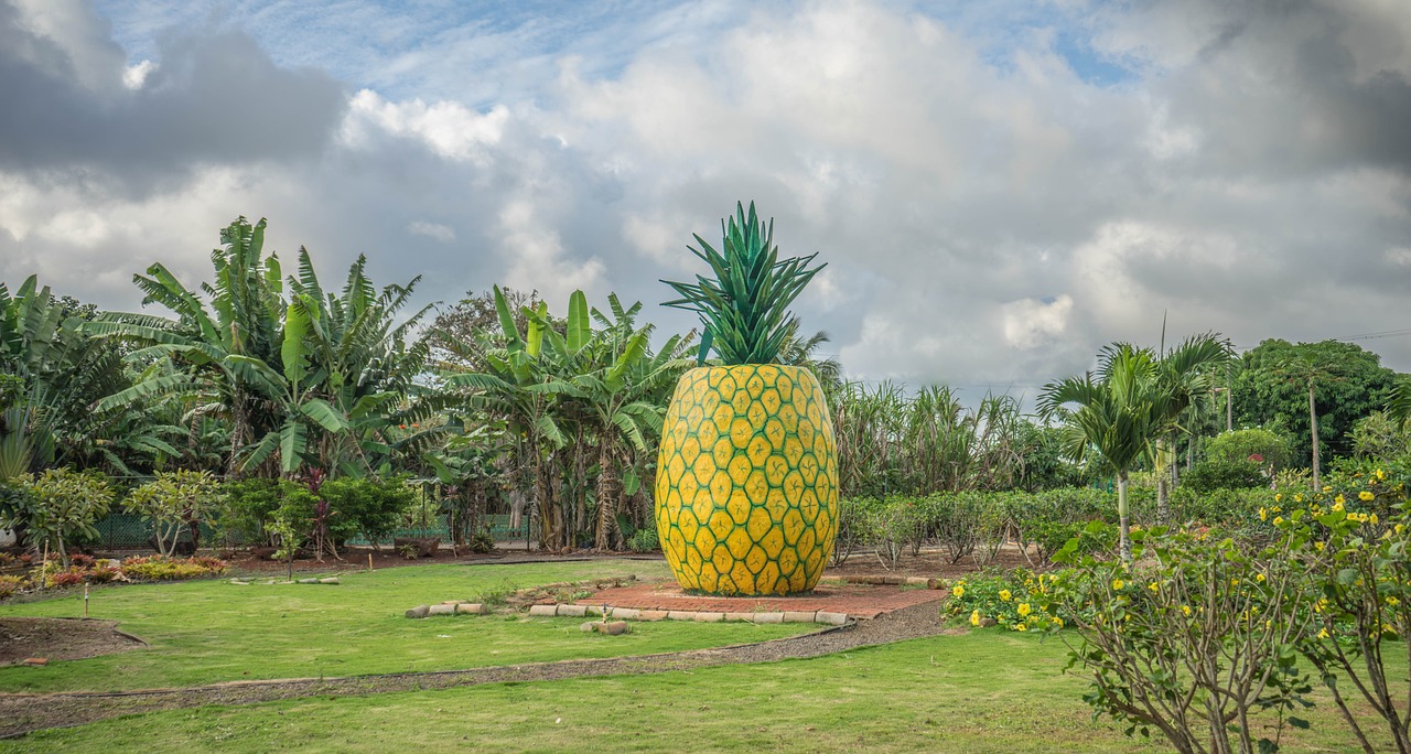 pineapple decoration dole plantation hawaii free photo