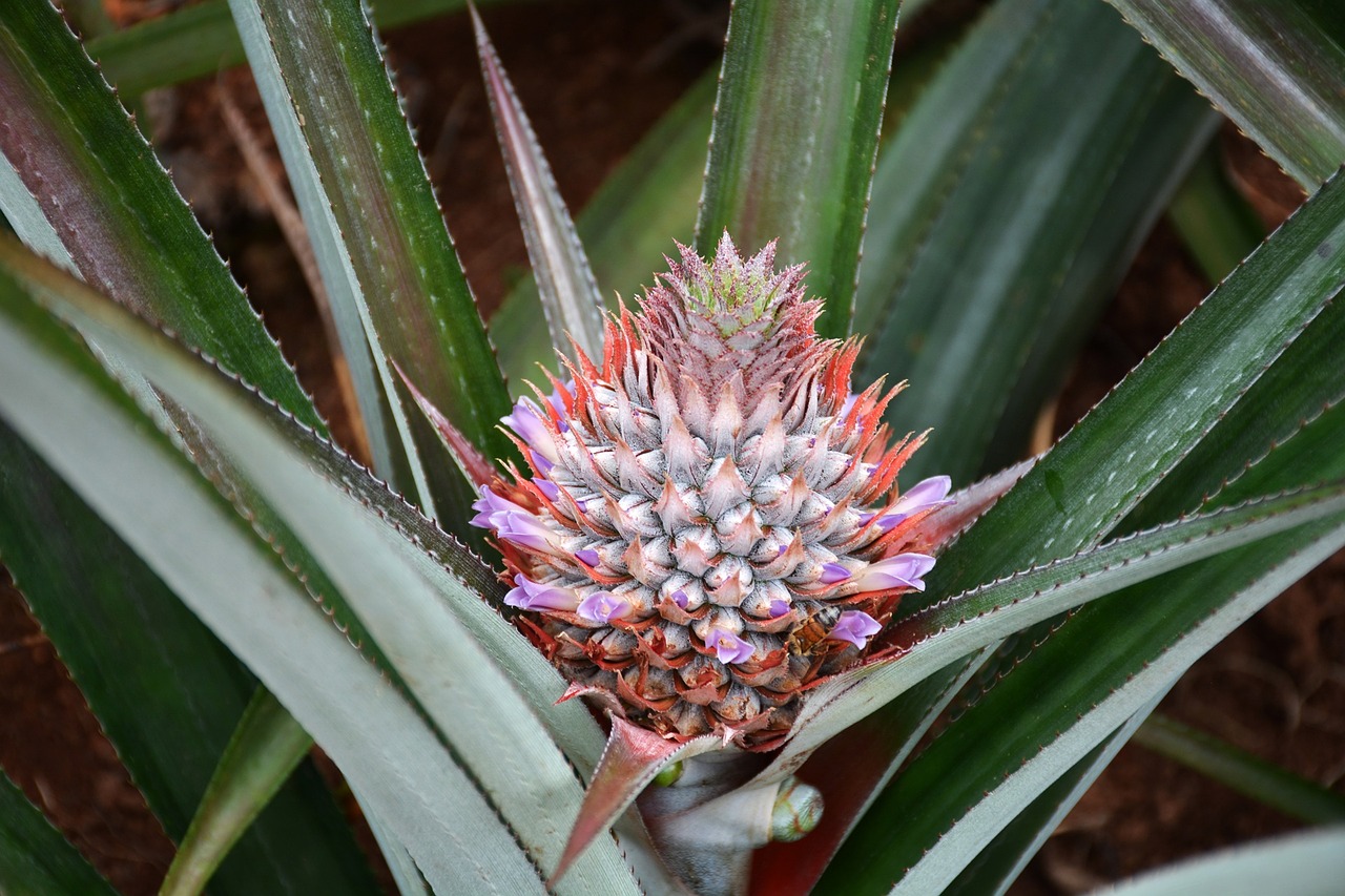 pineapple plant plant exotic free photo