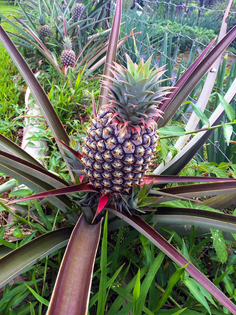 pineapple plant pineapple fruit free photo