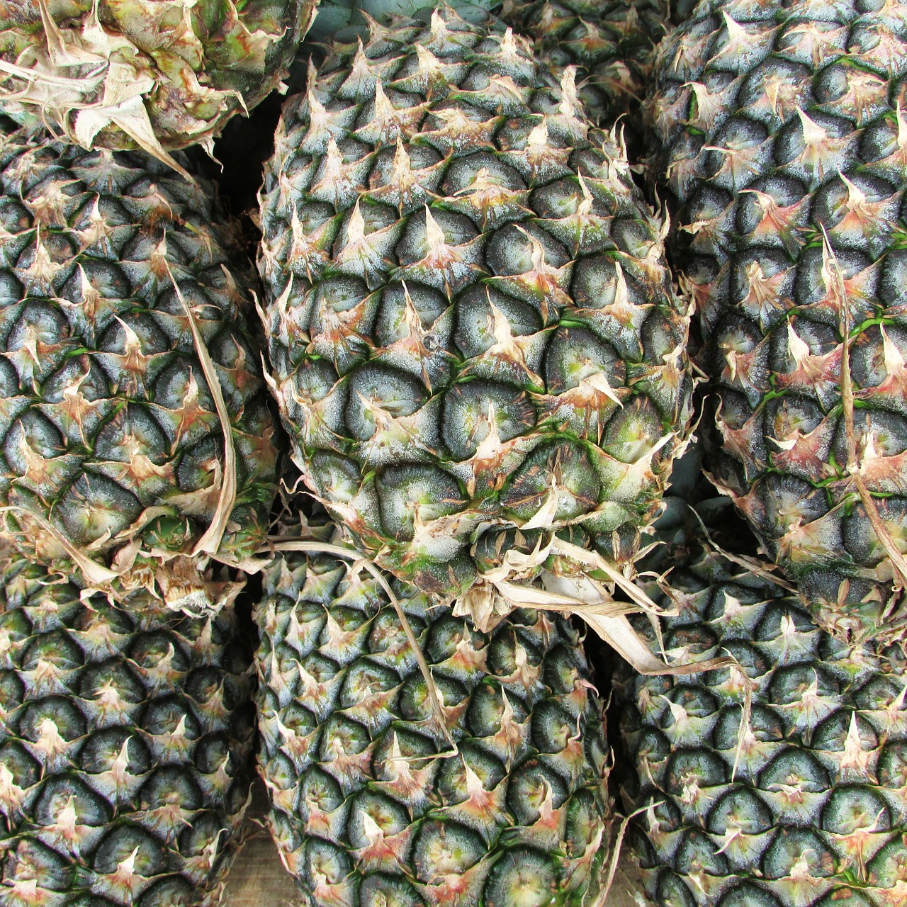 pineapples ananas comosus tropical free photo