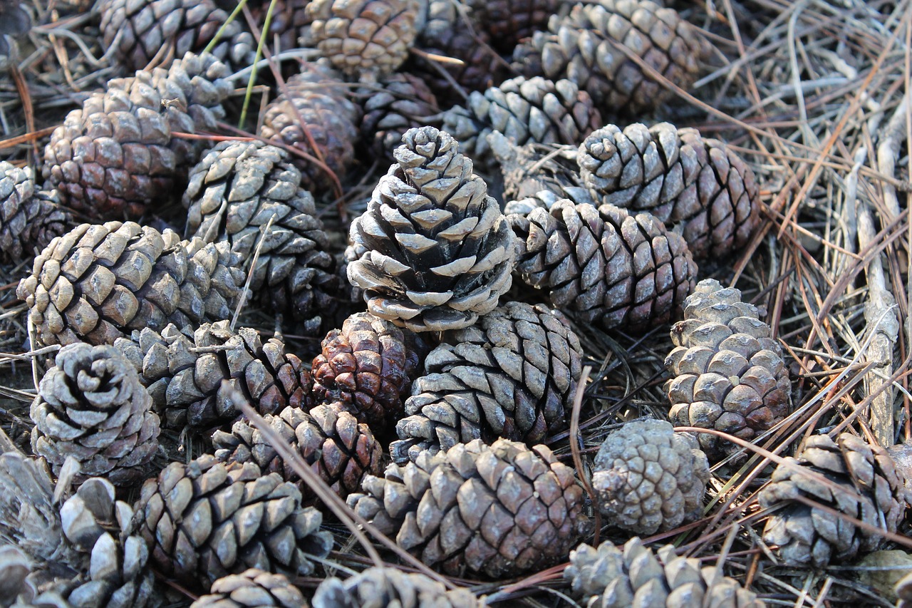 pineapples  detail  pine free photo