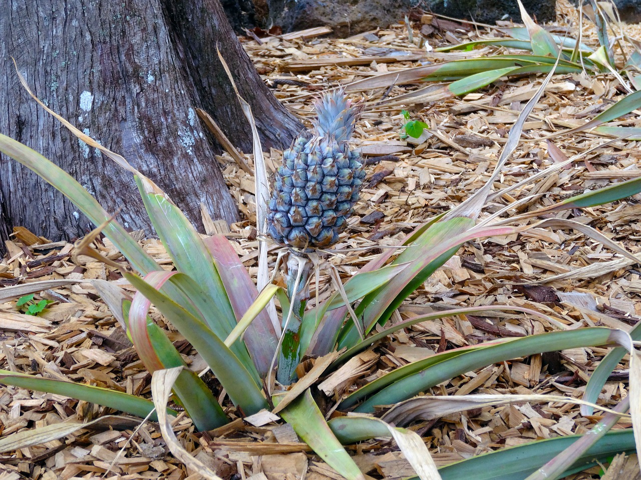 pineapples plants tropical free photo