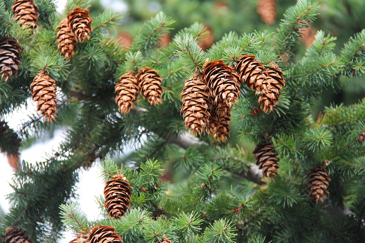 pinecone cones tree free photo