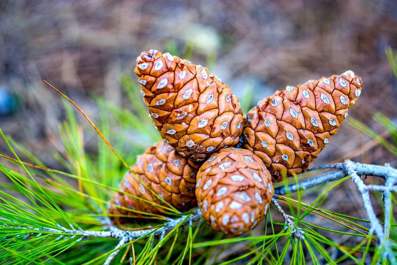 pinecone pine nature free photo