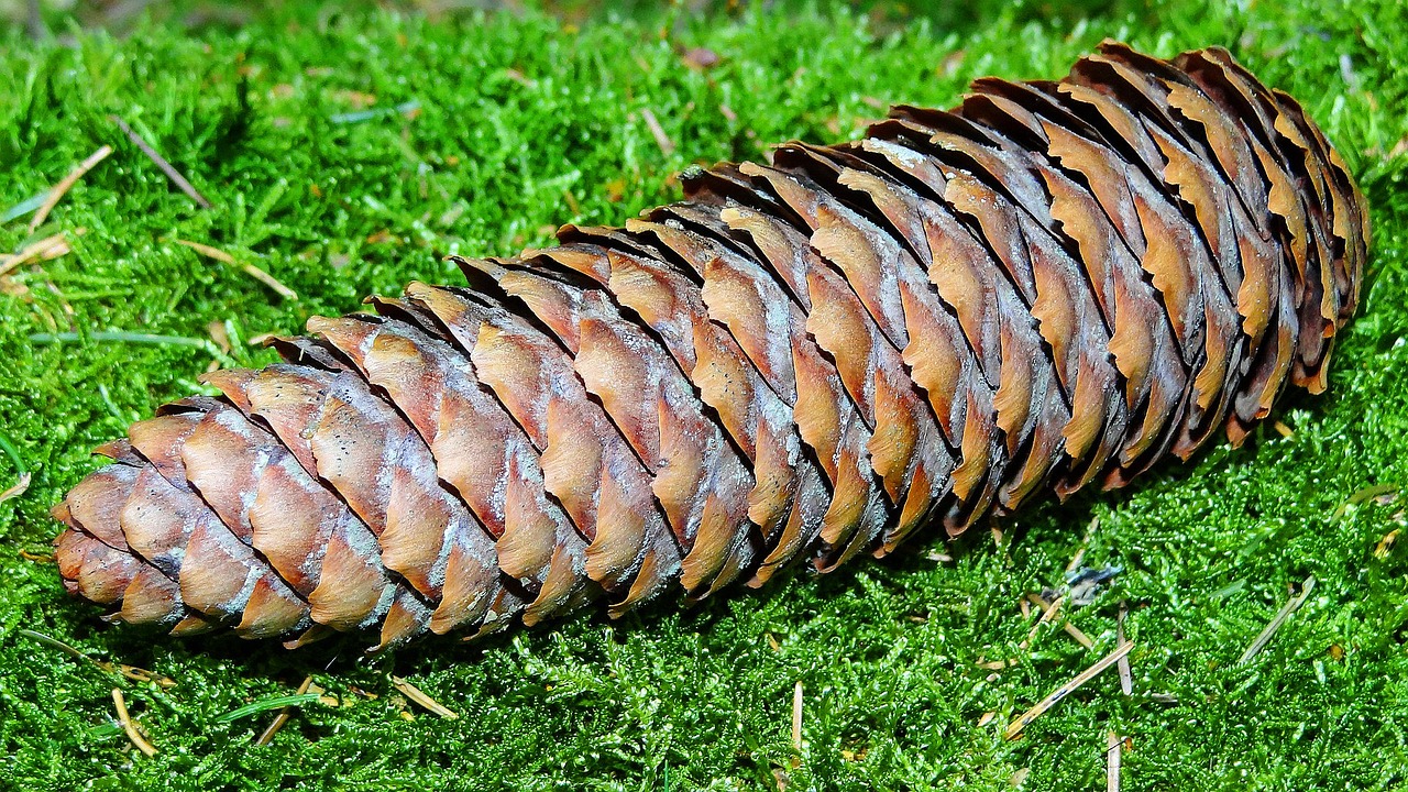 pinecone forest wood free photo