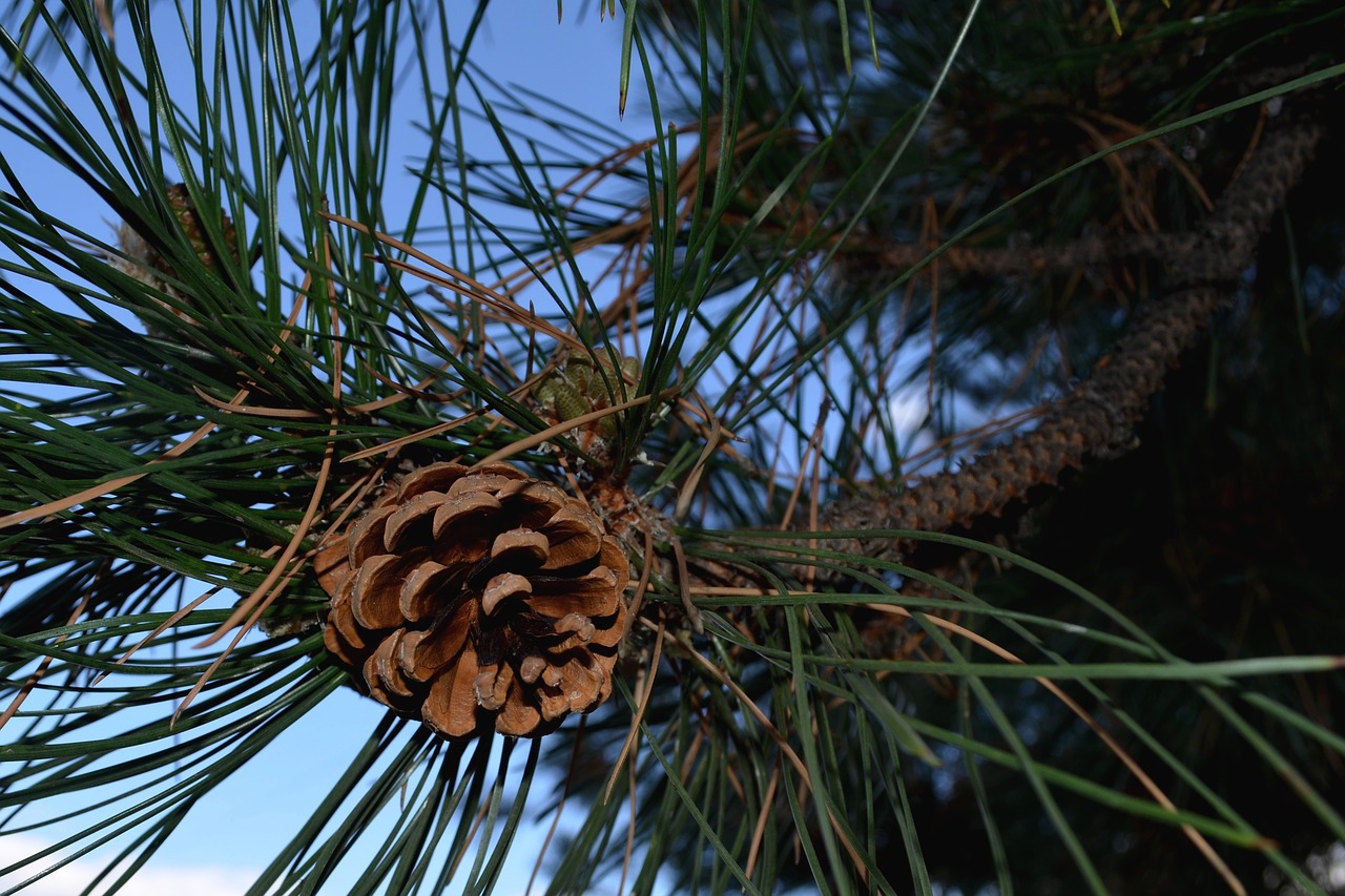 pinecone pine cone free photo